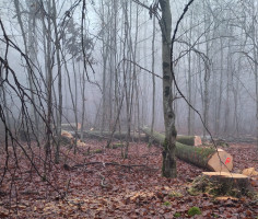 Foto gefällte Bäume im Hohen Buchenen Wald: Die allermeisten dicken Buchen werden Zug um Zug gefällt und damit wird verhindert, dass ein ökologisch wertvoller alter Wald aus Bäumen über 180 Jahren entsteht. Dicke, alte Buchen sind wertvolle Lebensräume fü
