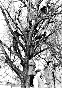 Zuschauer auf Baum Dieser Baum diente für kurze Zeit als Ersatztribüne. Foto: Jakob Schreyer