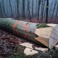 BUND-Naturschutz fordert Einschlag-Stopp im „Hohen Buchenen Wald“.